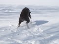 2009-03 Hemi Snow